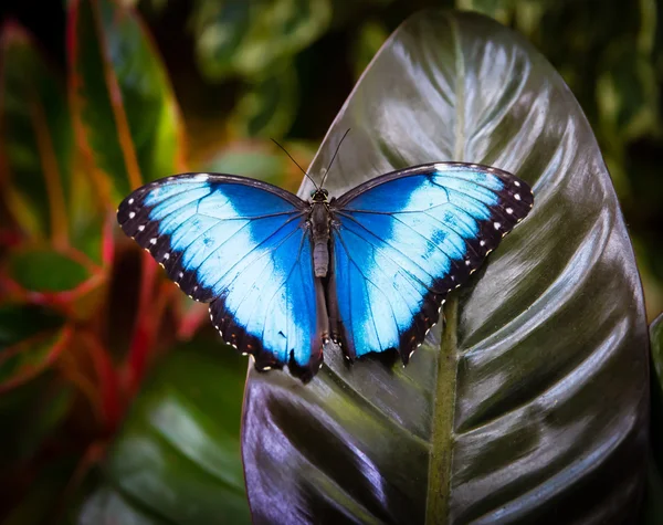 Schöner Schmetterling sitzt auf einem Blatt — Stockfoto