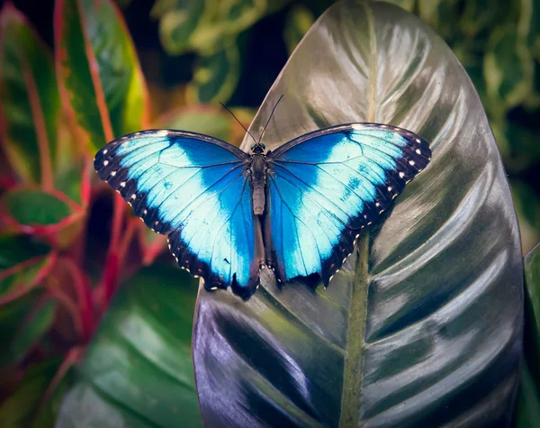 나뭇잎 위에 앉아 있는 아름다운 나비 — 스톡 사진