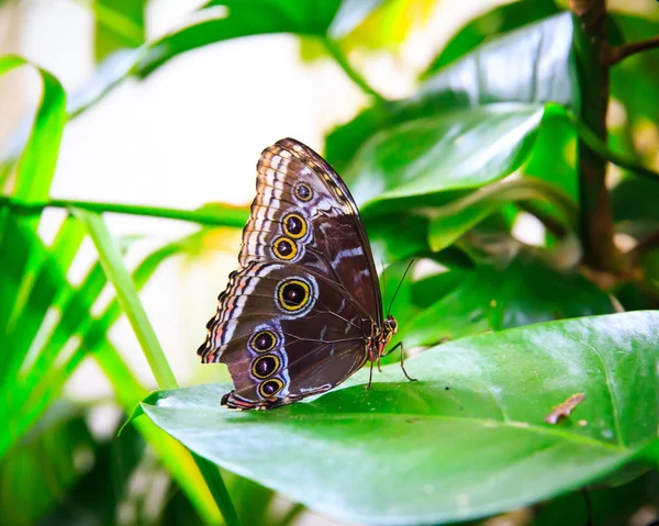 나뭇잎 위에 앉아 있는 아름다운 나비 — 스톡 사진