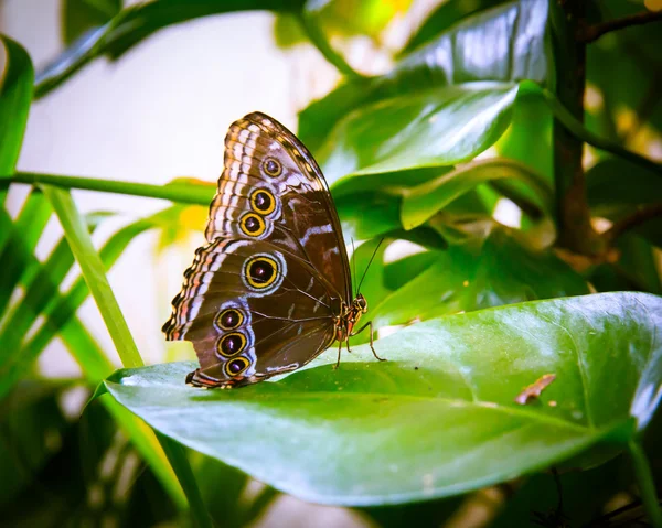 Schöner Schmetterling sitzt auf einem Blatt — Stockfoto