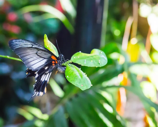 美しい蝶の葉の上に座って — ストック写真