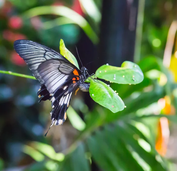 Schöner Schmetterling sitzt auf einem Blatt — Stockfoto