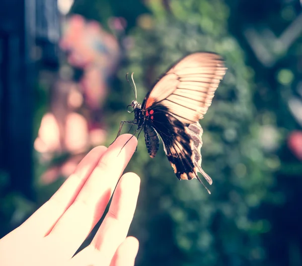 Schöner Schmetterling sitzt auf einer Handfläche — Stockfoto