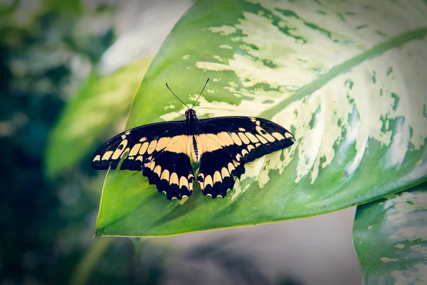 Piękny Motyl siedzi na liściu — Zdjęcie stockowe