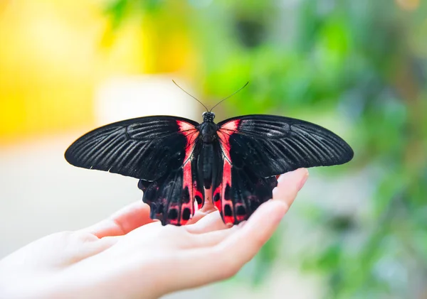 Schöner Schmetterling sitzt auf einer Handfläche — Stockfoto