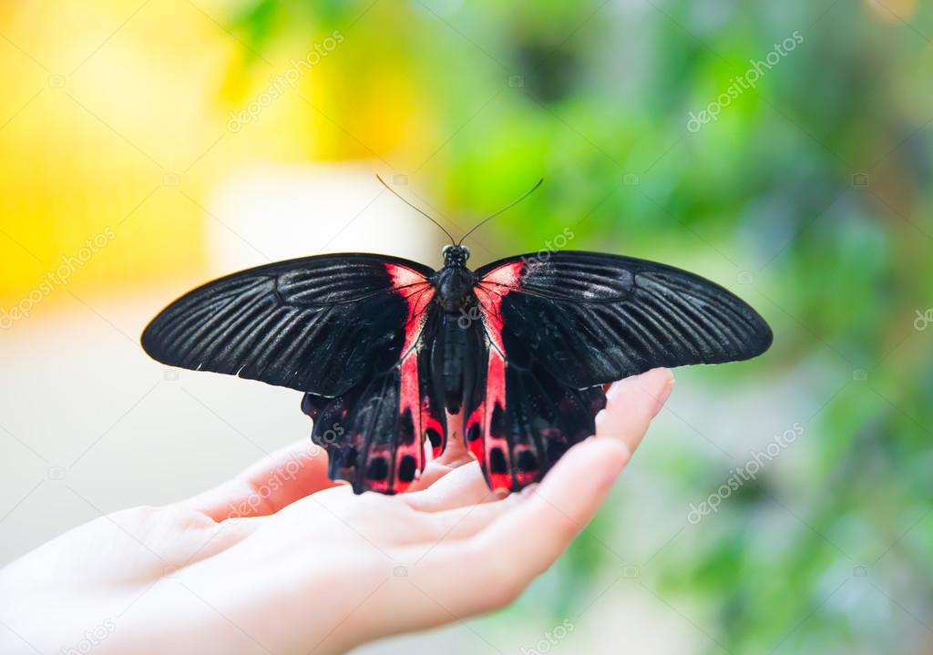 Beautiful butterfly sits on a palm