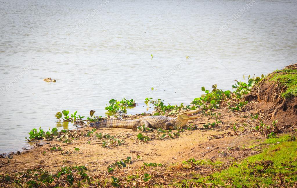 Crocodile sits on the bank of the river