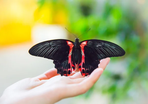 Piękny motyl siada na dłoni — Zdjęcie stockowe