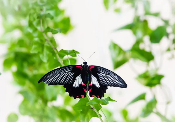 Красивий метелик сидить на листі — стокове фото