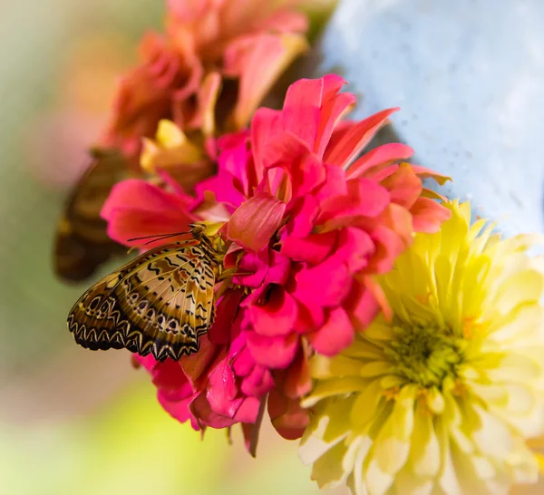 Schöner Schmetterling sitzt auf einer Blume — Stockfoto