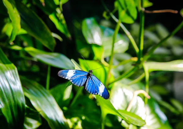 Piękny motyl siada na duży liść — Zdjęcie stockowe