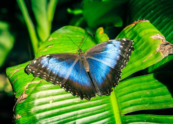 Schöner Schmetterling sitzt auf einem großen Blatt — Stockfoto