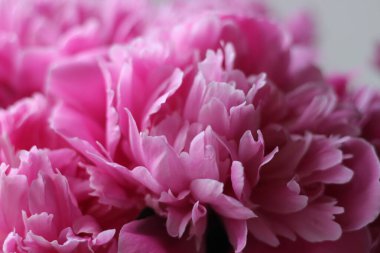 Bir çiçeğe yakın çekim