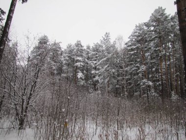 Kışın çam ormanı. Kardan sonra çam ormanı.