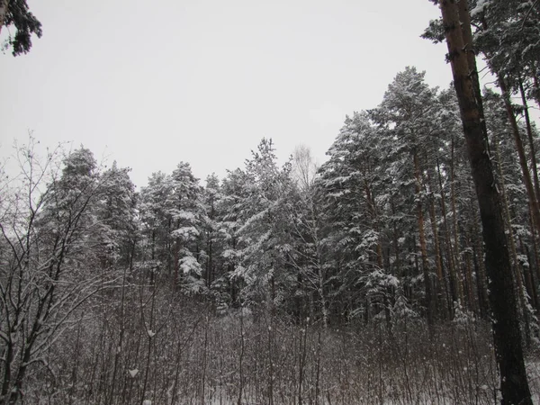 Tallskog Vintern Tallskog Efter Snöfall — Stockfoto