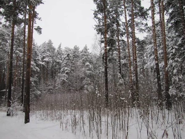 Kışın Çam Ormanı Kardan Sonra Çam Ormanı — Stok fotoğraf