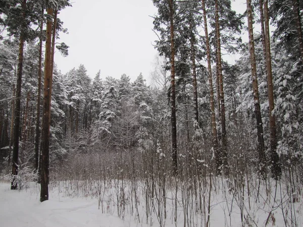 Tallskog Vintern Tallskog Efter Snöfall — Stockfoto