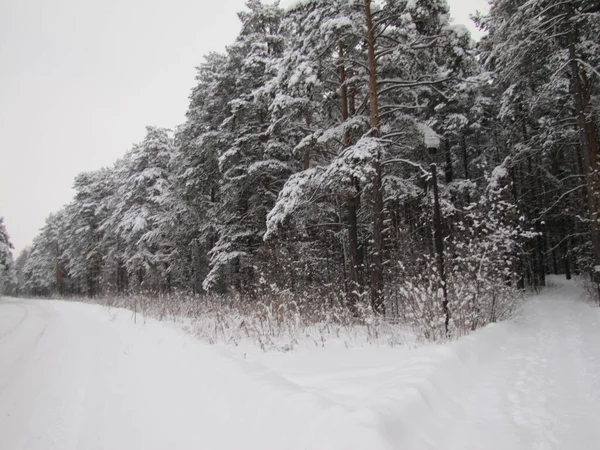 Tallskog Vintern Tallskog Efter Snöfall — Stockfoto