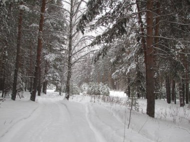 Kışın çam ormanı. Kardan sonra çam ormanı.