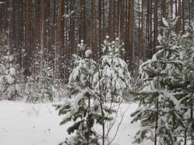 Kışın çam ormanı. Kardan sonra çam ormanı.