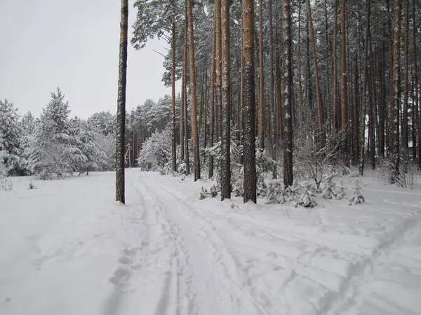 Tallskog Vintern Tallskog Efter Snöfall — Stockfoto