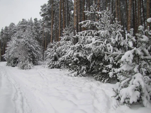 Dennenbos Winter Dennenbos Een Sneeuwval — Stockfoto