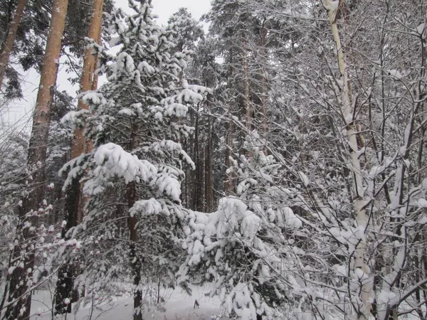 Pine Forest Winter Pine Forest Snowfall — Stock Photo, Image