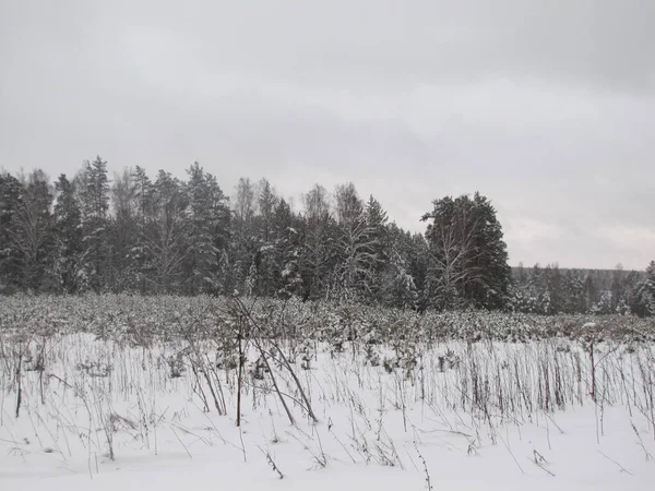 Pine Forest Winter Pine Forest Snowfall — Stock Photo, Image