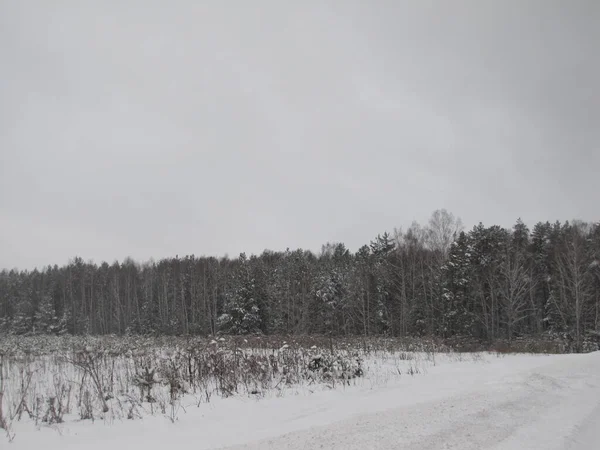 Pine Forest Winter Pine Forest Snowfall — Stock Photo, Image