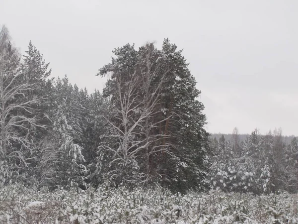 Pine Forest Winter Pine Forest Snowfall — Stock Photo, Image