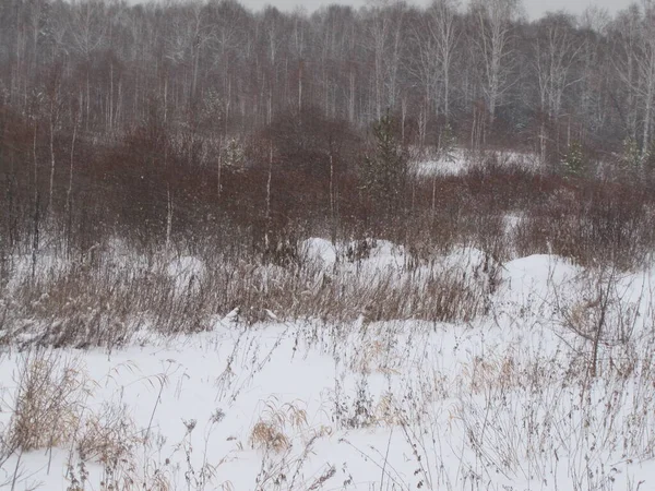 Pine Forest Winter Pine Forest Snowfall — Stock Photo, Image