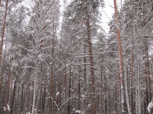 Dennenbos Winter Dennenbos Een Sneeuwval — Stockfoto