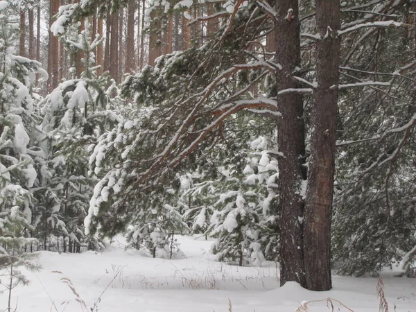 Pine Forest Winter Pine Forest Snowfall — Stock Photo, Image