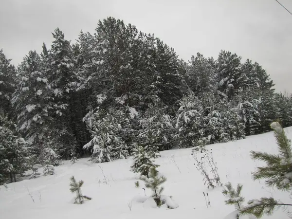 Pine Forest Winter Pine Forest Snowfall — Stock Photo, Image