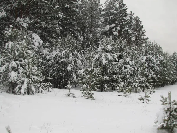 Pine Forest Winter Pine Forest Snowfall — Stock Photo, Image