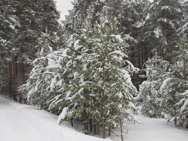 Pine Forest Winter Pine Forest Snowfall — Stock Photo, Image