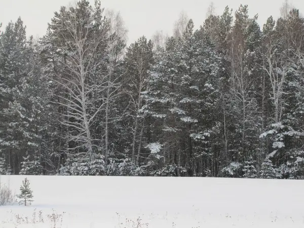 Pine Forest Winter Pine Forest Snowfall — Stock Photo, Image