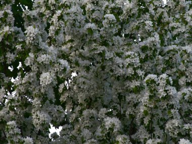 Çiçek açan elma ağacı. Bahar elması çiçeği. Elma ağacı beyazla kaplı. Çiçek açan bir ağaçla bahar manzarası.