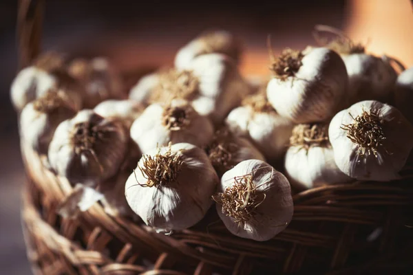 stock image Fresh ripe garlic bulbs in old wicker basket after harvest. Healthy organic food, vitamins, BIO viands, natural background. 