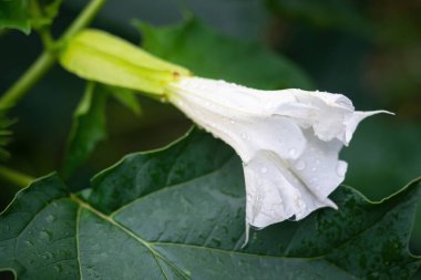 Halüsinojen bitki Devil 's Trumpet' ın (Datura Stramonium) beyaz trompet şeklindeki çiçeğinin ayrıntıları. Yüzeysel alan derinliği ve bulanık arkaplan. Yakın plan..
