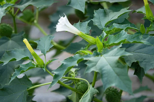 Halucynogenna Roślina Diabelska Trąbka Datura Stramonium Zwana Również Jimsonweed Białymi — Zdjęcie stockowe