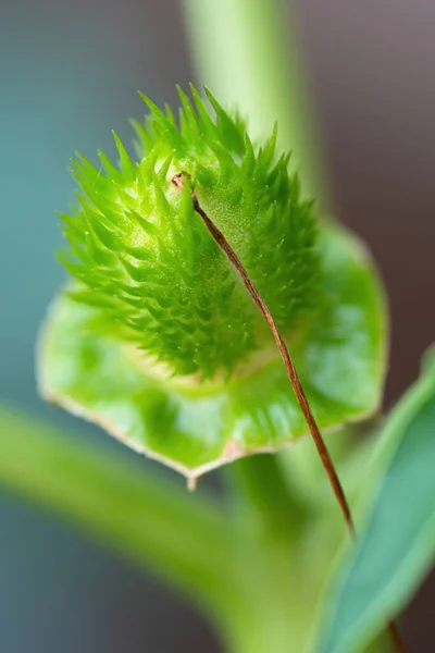Szczegóły Kolczastej Kapsułki Nasionami Halucynogenu Diabelskiej Trąbki Datura Stramonium Zwanej — Zdjęcie stockowe