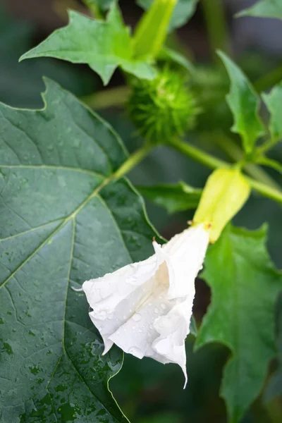 Szczegóły Biały Kwiat Trąbki Kształcie Halucynogenu Roślin Trąbka Diabła Datura — Zdjęcie stockowe