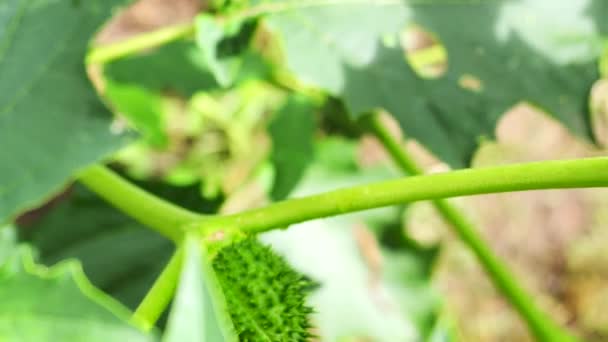 Halucinogenní Závod Devil Trumpet Datura Stramonium Video Také Volal Jimsonweed — Stock video