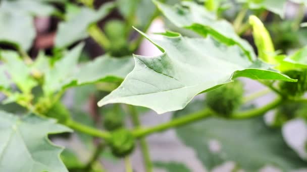 Planta Alucinógena Trompeta Del Diablo Datura Stramonium Video También Llama — Vídeo de stock