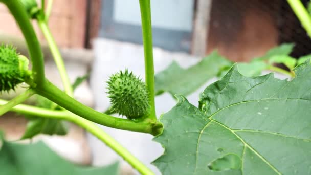 Video Daki Halüsinojen Bitkisi Devil Trumpet Datura Stramonium Ayrıca Beyaz — Stok video