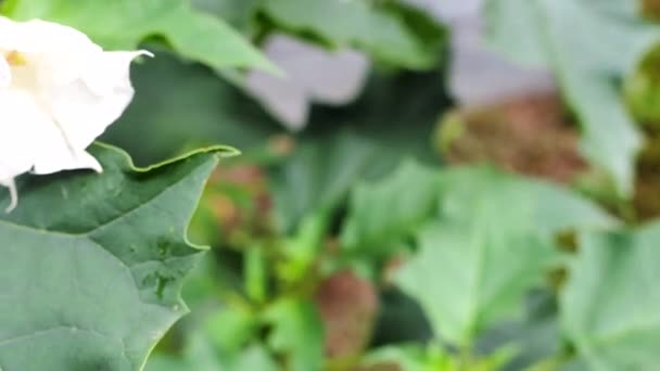 Plante Hallucinogène Trompette Diable Datura Stramonium Video Également Appelé Jimsonweed — Video