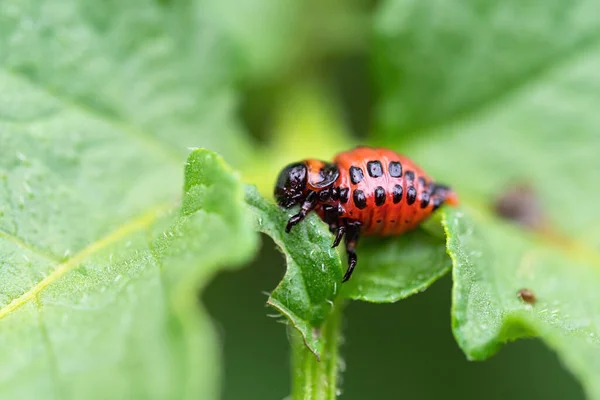 Colorado Kever Leptinotarsa Decemlineata Larve Die Bladeren Van Aardappelplanten Eet — Stockfoto