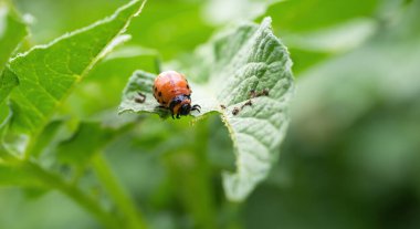 Colorado böceği (Leptinotarsa decemlineata) larva yiyen patates yaprağı. Böcek ilaçlarının yakın çekimi çiftliklerde ve bahçelerde hasat yaratıyor..