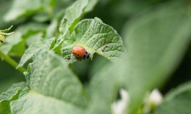 Colorado böceği (Leptinotarsa decemlineata) larva yiyen patates yaprağı. Böcek ilaçlarının yakın çekimi çiftliklerde ve bahçelerde hasat yaratıyor..